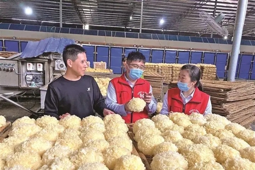 古田农信联社金融助理前往食用菌小微企业厂房开展金融需求调查。